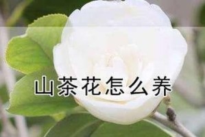 四季山茶花养护全攻略（家庭种植的简单方法与注意事项）
