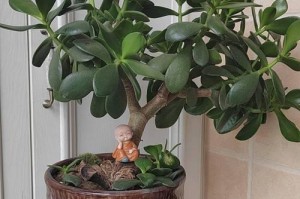 如何养护健康的富贵树（全面指南教你成为富贵树种植专家）