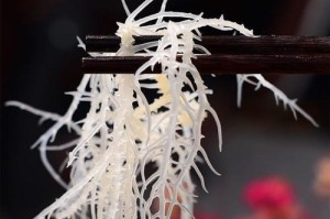 石花菜（探寻石花菜的生态和特征）
