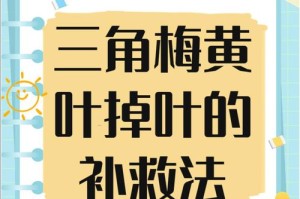 三角梅黄叶子不开花的原因及解决方法（探究三角梅黄叶子不开花的原因，帮助您解决此问题）