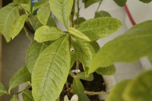 柠檬不开花的原因及治疗方法详解（柠檬不开花，怎么办？——）