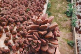 冬天多肉植物姬胧月的养护指南（打造温暖安逸的冬季多肉生活）