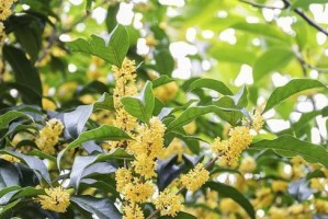 如何种植和养护好你的桂花树（桂花树的养殖方法和养护要点）