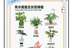 以水养智利百合的养殖技巧（水肥结合，打造健壮智利百合）
