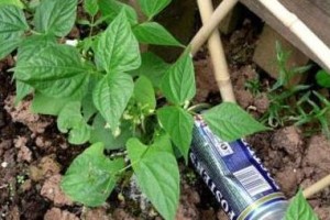 啤酒养花（神奇效果你不知道的花花世界）