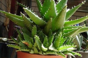芦荟的土壤适应能力及种植技巧（探究芦荟在不同土壤中的生长情况及栽培要点）