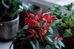 刺梅花家养风水大全（家养刺梅的禁忌与注意事项）