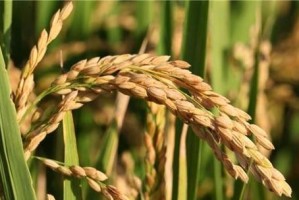 谷类作物（探究谷类作物及其对人类的贡献）