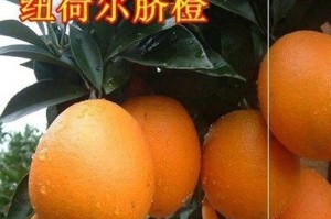 橙子的适宜播种时间剖析（如何选取最佳的橙子播种时间）