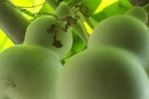 葫芦种植全攻略（时间、方法一网打尽，从萌芽到收获，教你一步步种葫芦）