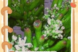 如何挽救冬天家中植物的生机（室内植物存活的秘诀与护理技巧）
