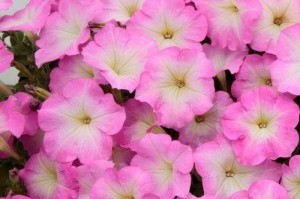 如何种植矮牵牛（从选种到养护，全面指南帮你种出美丽花园）
