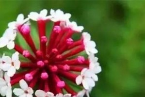 狼毒花的神奇作用（探究狼毒花的药用价值和安全注意事项）