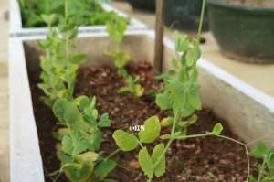 荷兰豆种植指南：合适的月份、方法和技巧