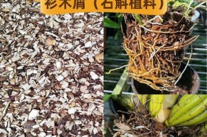 锯末可以成为兰花的肥料吗？（探究锯末对兰花生长的影响及使用方法）