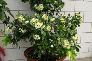九里香能晒太阳吗？——揭秘九里香的养护技巧（掌握这些养护技巧，让九里香健康成长）
