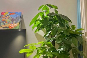 发财树怎么浇水？啤酒也可以用吗？（探究发财树浇水的方法，探讨啤酒浇水的有效性）