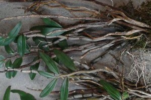 铁皮石斛的生长环境与特点（探秘铁皮石斛的产地、生长条件和种植技术）