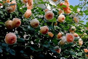 玛格丽特花的香味究竟如何？（探究玛格丽特花的芳香特性和用途）