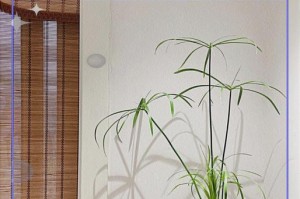 苔藓盆景的养护技巧（打造独特自然之美，从苔藓盆景开始）