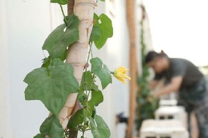 如何科学浇水养护丝瓜（丝瓜几天浇一次水好浇水的正确方法）