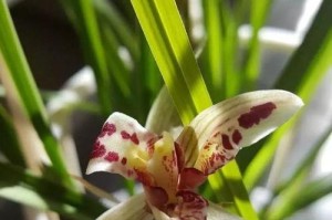 如何让兰花常年开花（了解兰花生长周期，让兰花常年开花）
