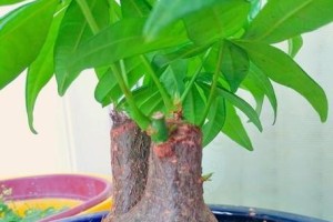 发财树的繁殖及方法（从萌芽到成树的完整繁殖指南）