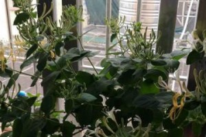金银花可在室内种植吗？（养护要点、适宜环境与管理技巧）