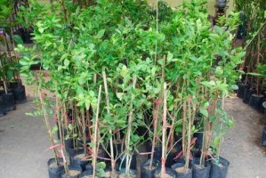 如何种植蓝莓种子（从种子到果实，轻松掌握蓝莓种植技巧）