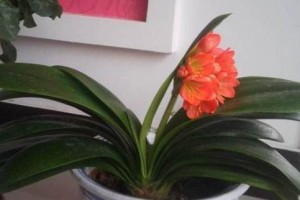 君子兰，育雅养性（掌握它的成长之道）