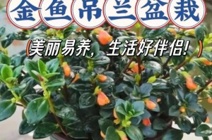 如何让吊兰更旺盛生长（从环境到养护，全面了解吊兰养殖技巧）