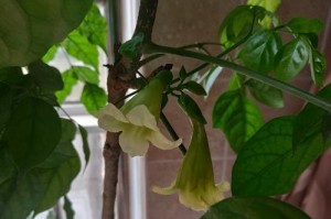 幸福树开花的奇迹（揭秘幸福树开花的样子与过程）