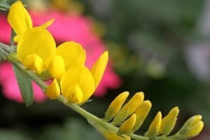 自由独立的花语——向日葵（探寻向日葵的象征意义及文化内涵）