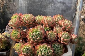 多肉马库斯的养殖与养护详解（适合初学者的多肉植物，助你打造美丽家园）