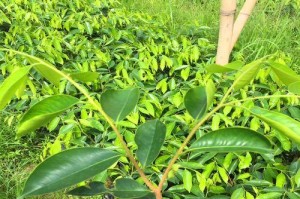 沉香种植技术与方法（探讨沉香种植的关键点和注意事项）