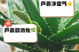 芦荟生食有哪些好处？（探讨芦荟的生食方式及其益处）