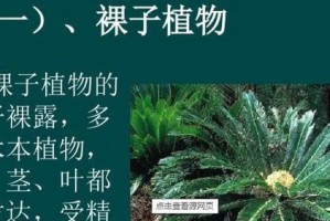 大豆——裸子植物中的代表