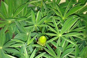 《打造迷人室内景观——以盆栽大肾豆为例》（探索种植方法，打造绿色空间）