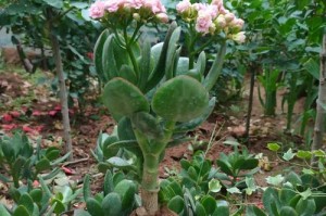 金枝玉叶，室内还是室外？（植物养护必须知道的那些事）