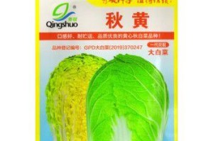 探秘黄芽菜的独特魅力（了解黄芽菜的来源、营养与美食推荐）