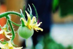 番茄的生长过程及开花结果时间（揭秘番茄的生命之谜，掌握关键生长期）