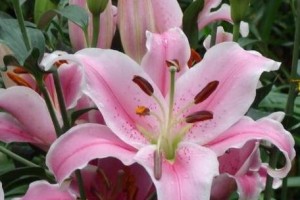 花开相爱，百合花语深情解读（百合花语代表什么？用百合花语传递爱的信息）