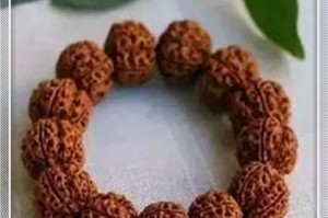 金刚菩提生长之谜（揭开金刚菩提生长的神秘面纱）