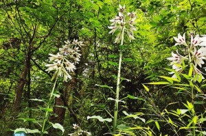 百合是双子叶植物吗？（探究百合的分类和特点）