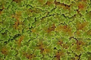 探寻满江红，一种神秘的植物（解密满江红的种类、分布、外形、生态环境与药用价值）