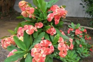 不怕寒冷的植物大盘点（探秘能在严寒天气中生长茁壮的植物品种）