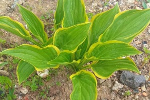 玉簪花的室内夏季养殖技巧（室内玉簪花的水、光和温度管理）