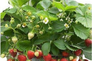 草莓，多年生果树（探秘草莓的生长与繁殖）