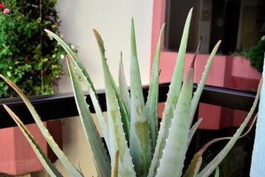 揭开谜团（探究芦荟的科学分类及特性）
