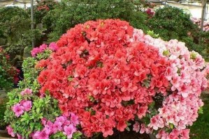 选择杜鹃花的最佳品种（打造美丽花园的关键选择）